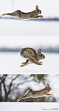 “奔跑之美”。27岁的摄影师Justin Russo在加拿大安大略省的新汉堡捕捉到一只棉尾兔在雪地中飞奔的画面，亲眼看过兔子奔跑的人一定懂得想要抓拍这样的镜头实际上并不十分容易。摄影师说，兔子显得十分的快乐，享受着在野外奔跑的感觉。