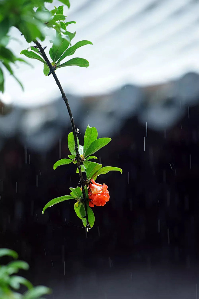 临风自惜残香洒，冒雨谁从滴翠来。