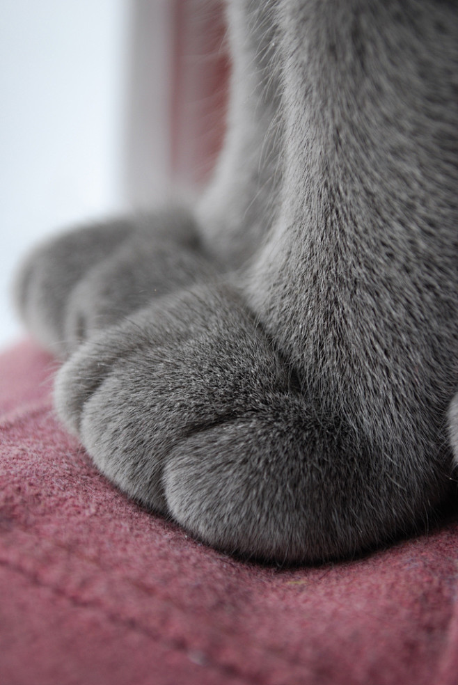 Cat Paws