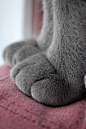 Cat Paws
◻ T S M L O + 1/13s . f/5.6 . ISO 200 . 55 mm