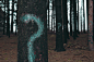 Tree, forest, question, bark and mark HD photo by Evan Dennis (@evan__bray) on Unsplash : Download this photo by Evan Dennis (@evan__bray)