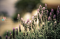 薰衣草 全部尺寸 | lavender | Flickr - 相片分享！