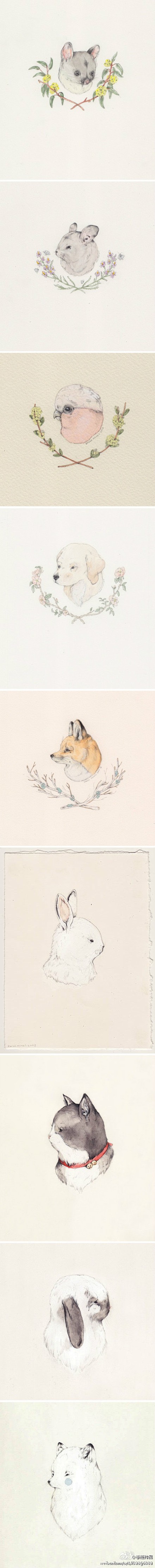 清新淡雅的 彩铅+水彩 手绘小动物。作者...