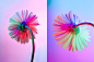 NEON FLOWERS : These images are part of photographic research I did on the theme of flowers for a collaboration with Huawei.I chose to worked only with white flowers and use the power of light to create colours, like painting on a white canvas. Colourful 