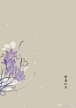 #365天生日花#  2月28日 生日花：紫番红花（Pruple Crocus） ，花语：款待（Treat）