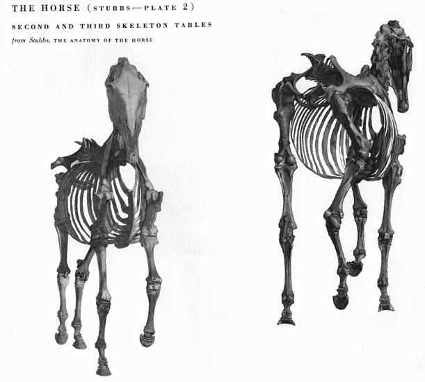 动物骨骼肌肉解剖图：狗，狮，马 1280...