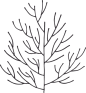 抽象树枝 PNG免抠图