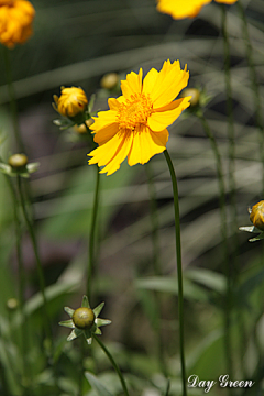 RebeccaH采集到花非花❀雾非雾