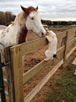 Nuzzle Fuzzy Horse Nose | Cutest Paw