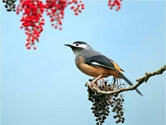 紫羽巫窩采集到✿鸞翔鳳集