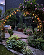 Photo by Small Magical Garden Spaces on August 09, 2022. May be an image of flower, tree and outdoors.