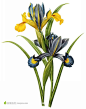 手绘高清植物花卉图片素材的搜索结果_360图片搜索