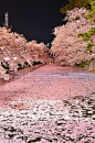 Cherry blossoms float,   Hirosaki Castle, Aomori, Japan