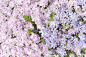 Duke Uehara在 500px 上的照片Spring colors 2