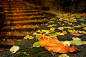 【美图分享】Giuseppe (lazy shooter)的作品《Stairway of leaves》 #500px#