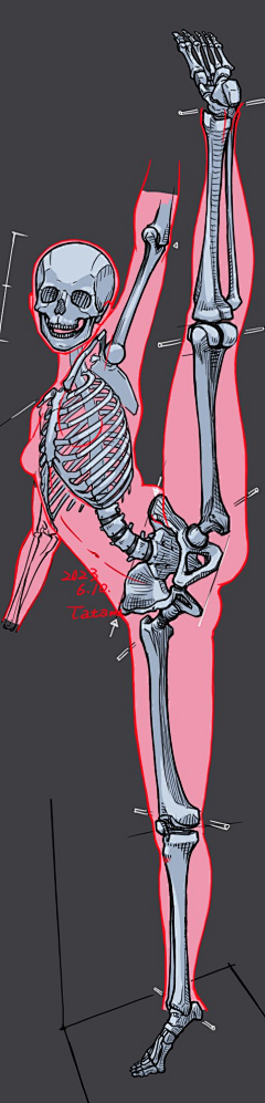是AA君采集到动物 肌肉 骨骼 结构