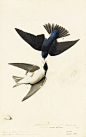 See Audubon’s Famous Birds Like Never Before
