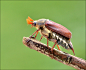 Photograph Cockchafer. by bri curtis on 500px