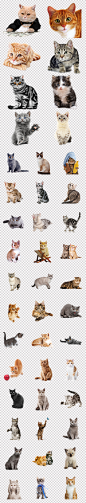 50款猫粮宠物店宠物猫咪造型海报背景PNG素材