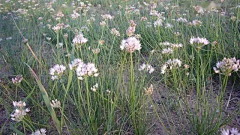 路得(′▽`ʃ♡ƪ)采集到♫ 动植博物，花鸟虫鱼