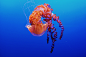 Wallpaper of the Week - Monterey Bay Aquarium