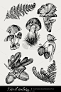 高处,动物手,蘑菇,华丽的,一个物体,壁纸,枝繁叶茂,绘制,收集,复古