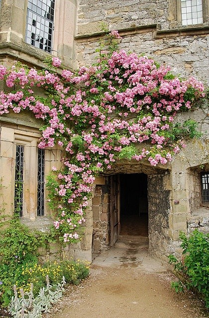 climbing roses.....