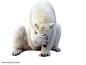 极地白熊PNG图片png免抠元素动物元素背景装饰免扣图片