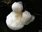 猴头菇（学名：Hericium erinaceus），是中国传统的名贵菜肴，肉嫩、味香、鲜美可口。是四大名菜（猴头、熊掌、海参、鱼翅）之一。有“山珍猴头、海味燕窝”之称。这种齿菌科的菌类，菌伞表面长有毛茸状肉刺，长约1～3厘米，它的子实体圆而厚，新鲜时白色，干后由浅黄至浅褐色，基部狭窄或略有短柄，上部膨大，直径3.5～10厘米，远远望去似金丝猴头，故称“猴头菇”，又像刺猬，故又有“刺猬菌”之称。猴头菌是鲜美无比的山珍，菌肉鲜嫩，香醇可口，有“素中荤”之称，中医认为，猴头菇性平味甘，有利五脏、助消化、滋补身