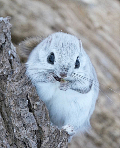 山鬼猫采集到动物