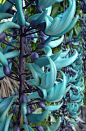 翡翠葛
原产菲律宾，花像翡翠因而得名，是濒临灭绝品种。 