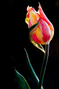 Tulip 