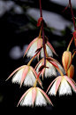 杜英花 杜英[1] 一种一年生草本植物，夏季开花，有五瓣黄色花瓣，有芳香味。 产中国南部，浙江、江西、福建、台湾、湖南、广东、 杜英开的花 广西及贵州南部均有分布。多生于海拔1000m以下之山地杂木林中
