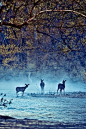 Deer in the Forest 林中鹿