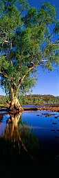 河胶，芬克河，北领地，澳大利亚