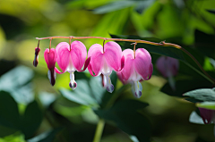 RaisonCheung采集到花花