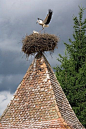 Wonderful sight! A Stork's nest in Archita, Romania
