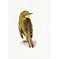 Bird Painting Yellow Warbler - PRINT of watercolor painting 5 by 7