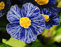 花之物语flowerwuyu采集到欧洲报春花蓝色斑马