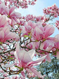 #magnolias in spring