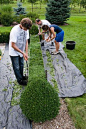 How to prune and shape a boxwood hedge: