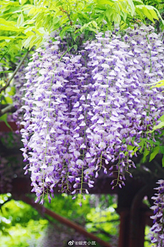 ~摘星许愿~采集到花卉摄影——紫藤