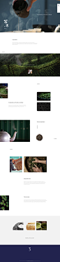 茶道-Tea ceremony webdesign