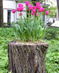 Natural garden pot... I have the PERFECT stump for this!!