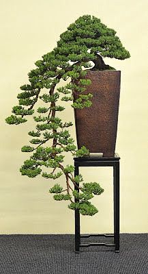 Bonsai - Living Art:...