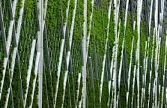 悠舞空灵采集到植物墙