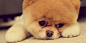 Akito Pup Twitter Cover & Twitter Background | TwitrCovers #萌#