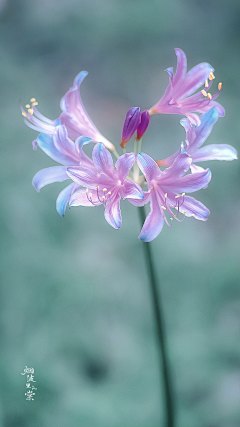 悠扬的云采集到花花世界