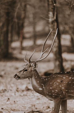 墨墨大娃娃采集到Deer.▕ 是鹿呢。