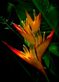 Heliconia